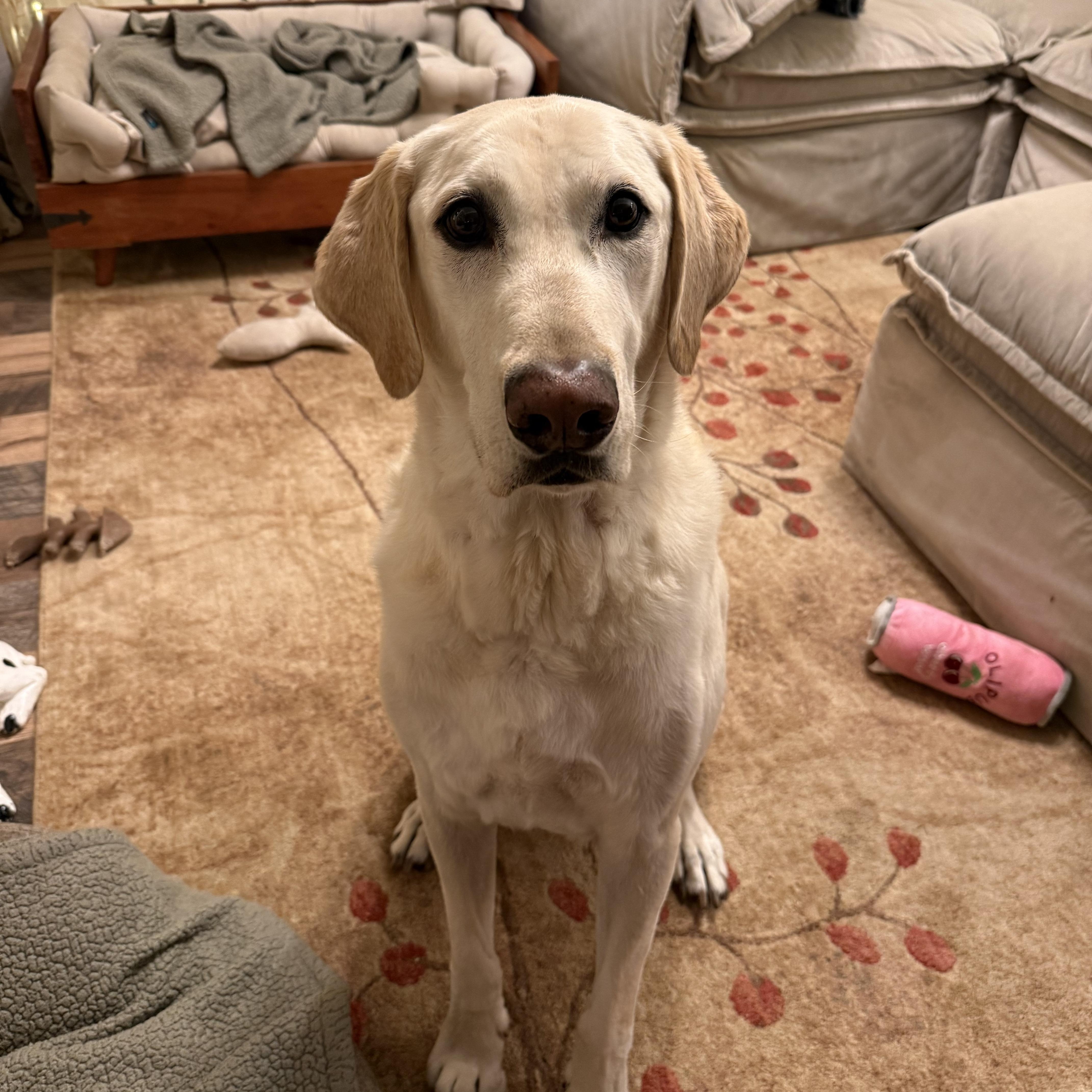 Hunter, adopted, Adult Male Yellow Labrador Retriever.