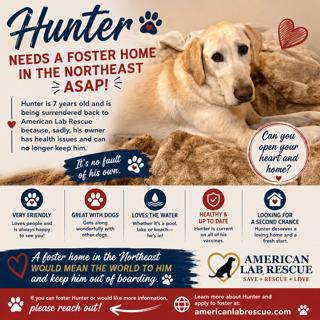 Enlarge Hunter, an adopted Yellow Labrador Retriever in Willington, CT image 3/6