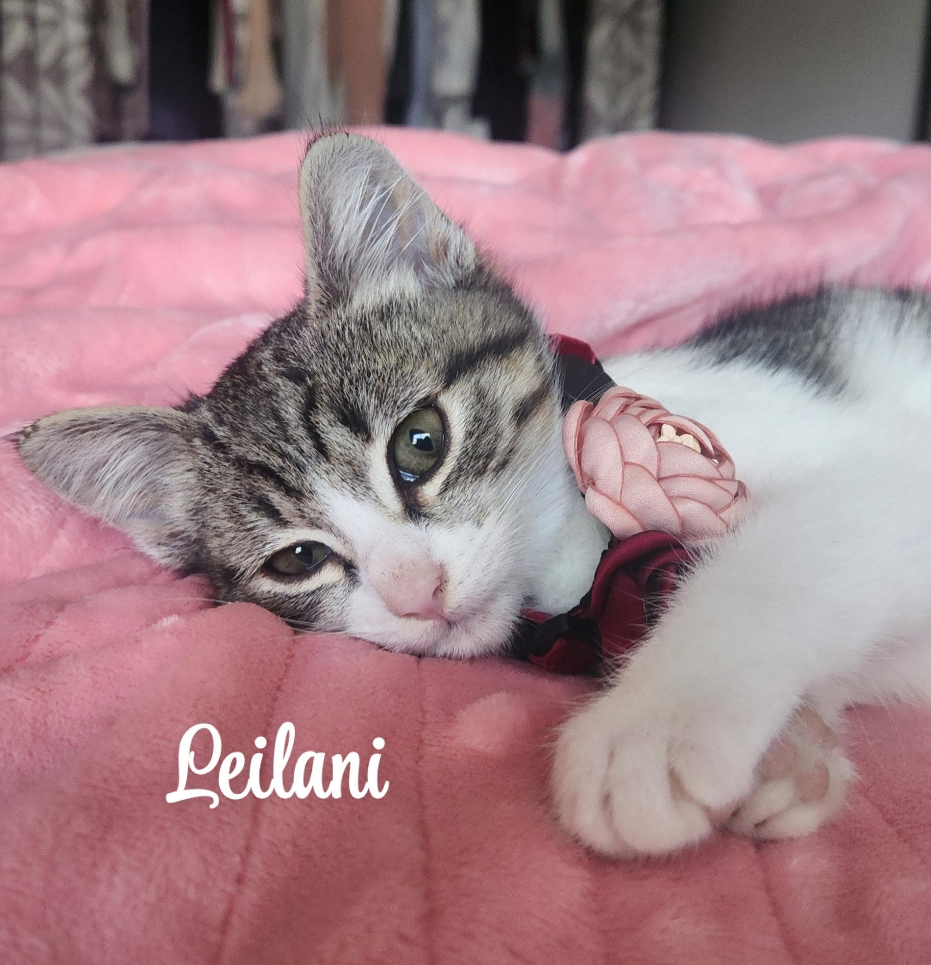 Leilani, Adoptable, Kitten Female American Shorthair.