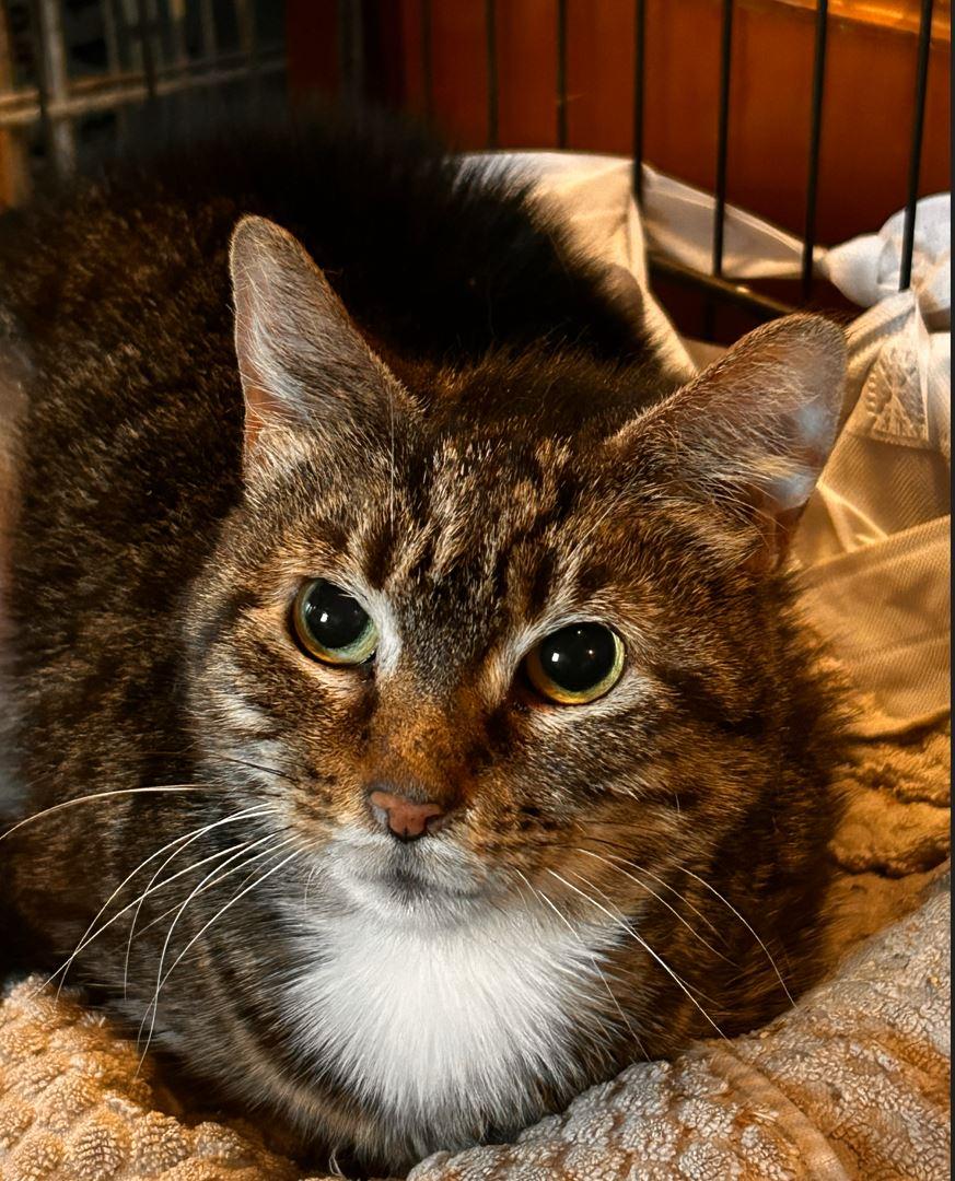 Copper Don , ADOPTABLE, Young Female Domestic Short Hair.