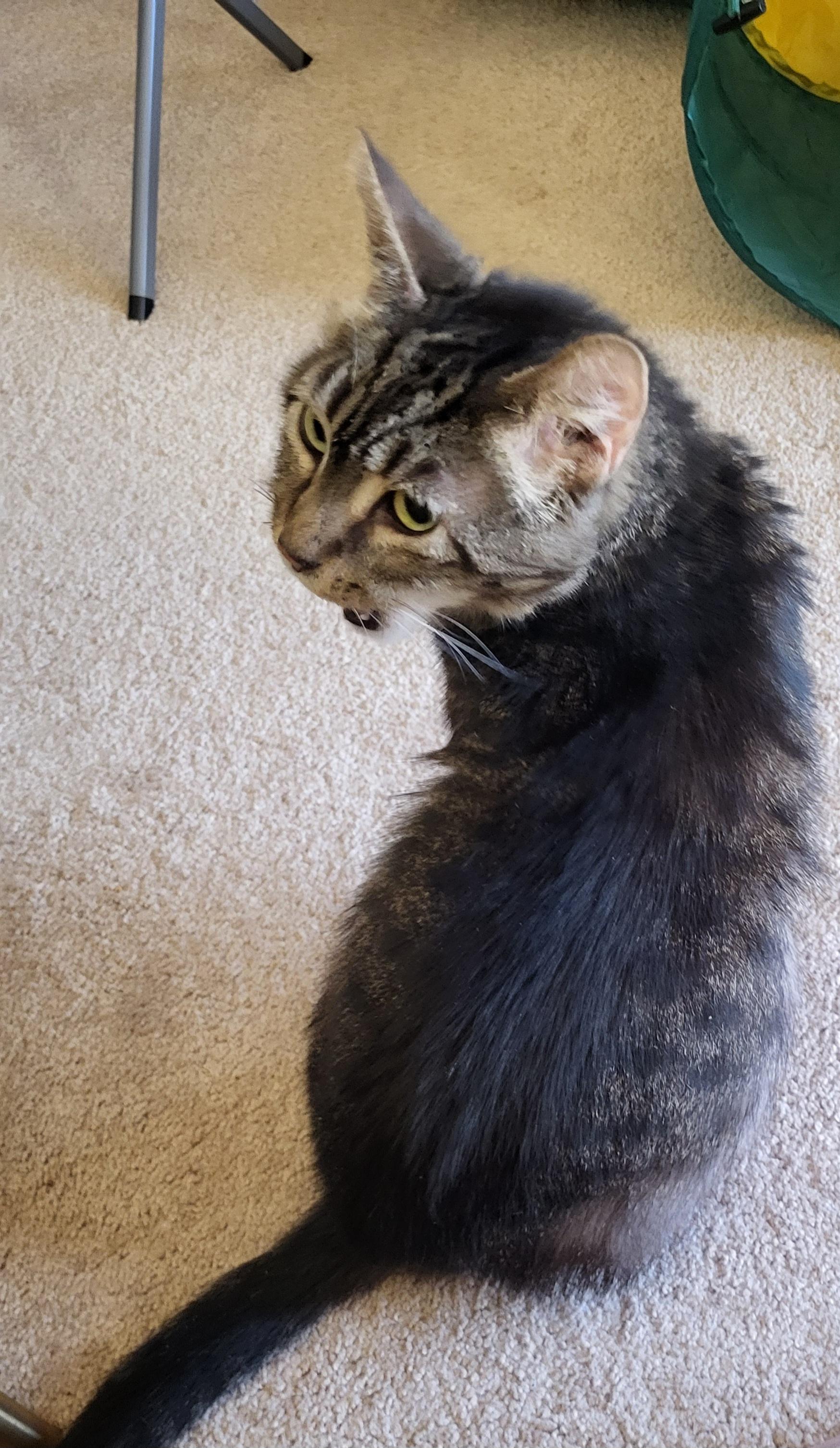 Enlarge Copper Don , a ADOPTABLE Domestic Short Hair in Fairfax, VA image 5/5