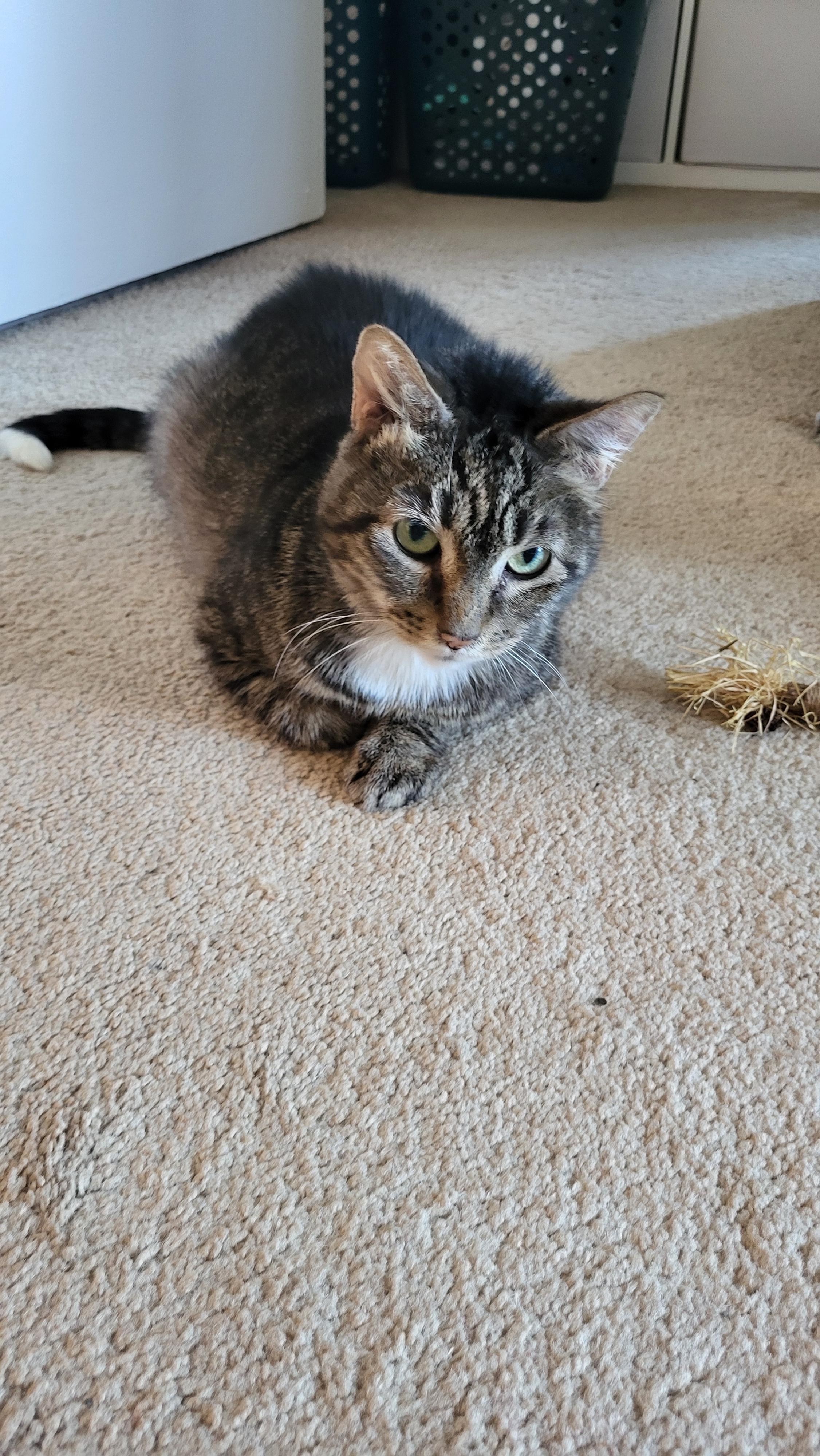 Enlarge Copper Don , a ADOPTABLE Domestic Short Hair in Fairfax, VA image 4/5