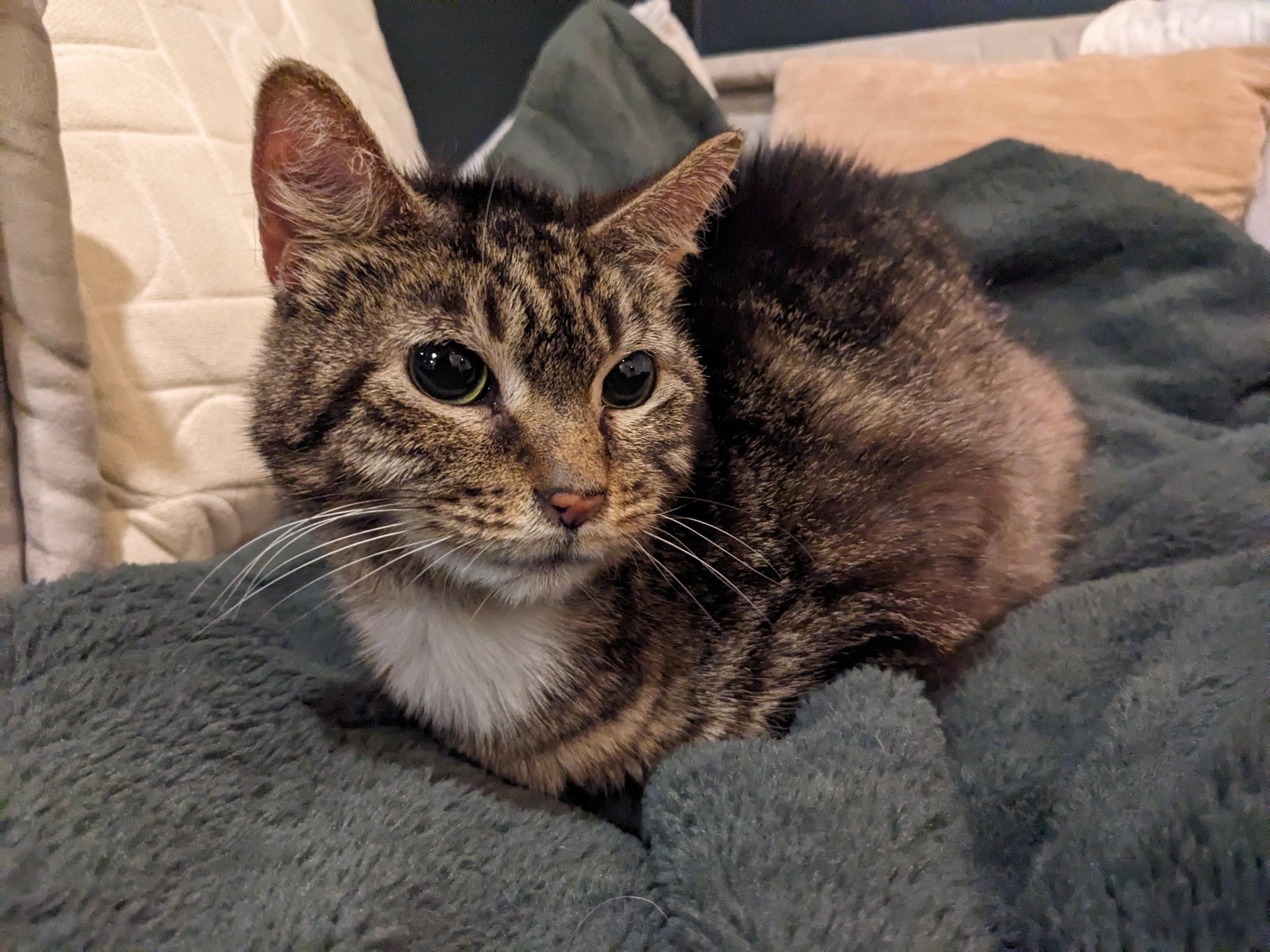 Copper Don , a ADOPTABLE Domestic Short Hair in Fairfax, VA image 2/3