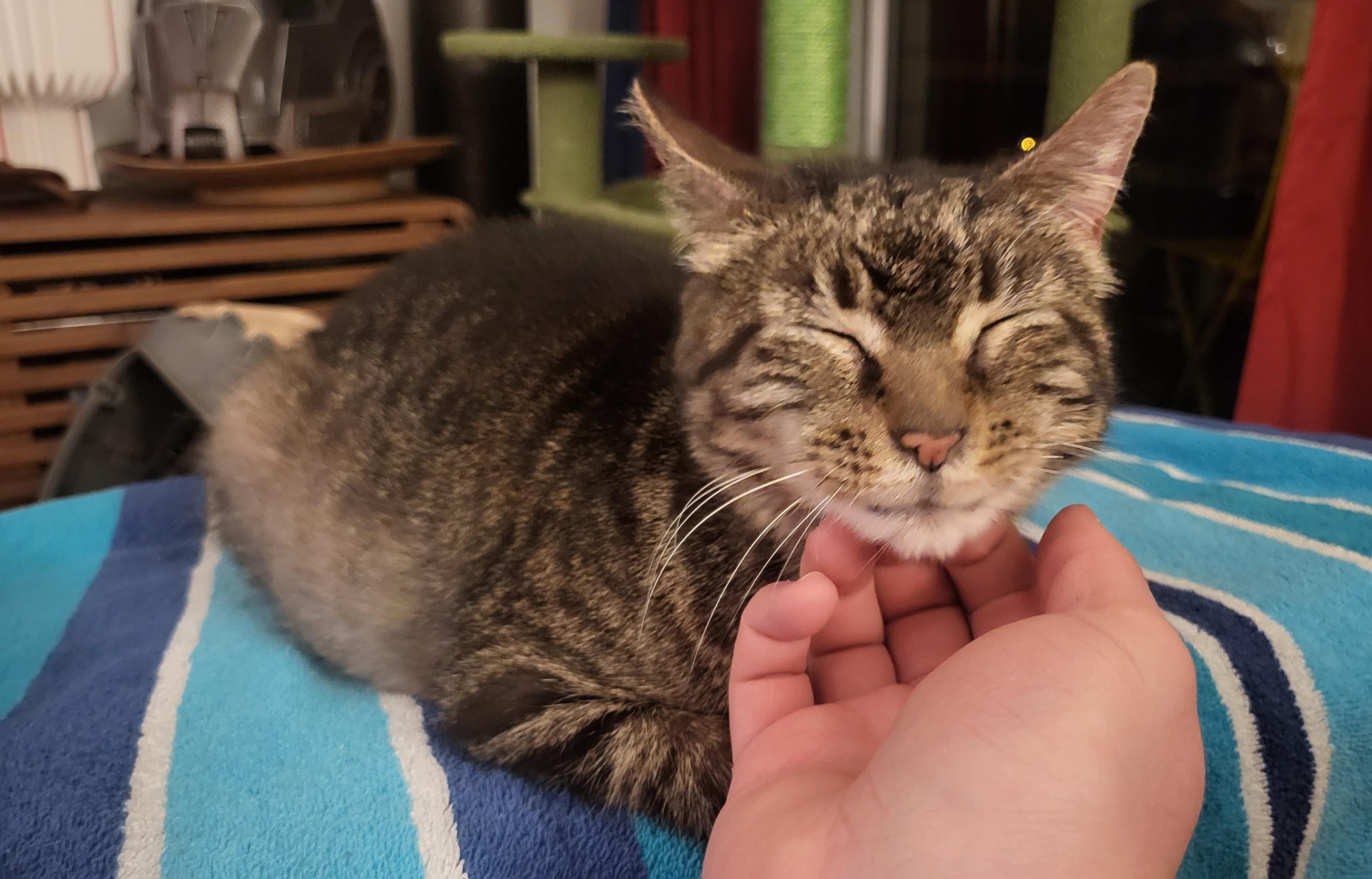 Copper Don , ADOPTABLE, Young Female Domestic Short Hair.