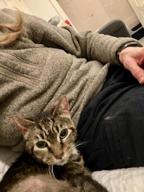 Copper Don , a ADOPTABLE Domestic Short Hair in Fairfax, VA image 3/3