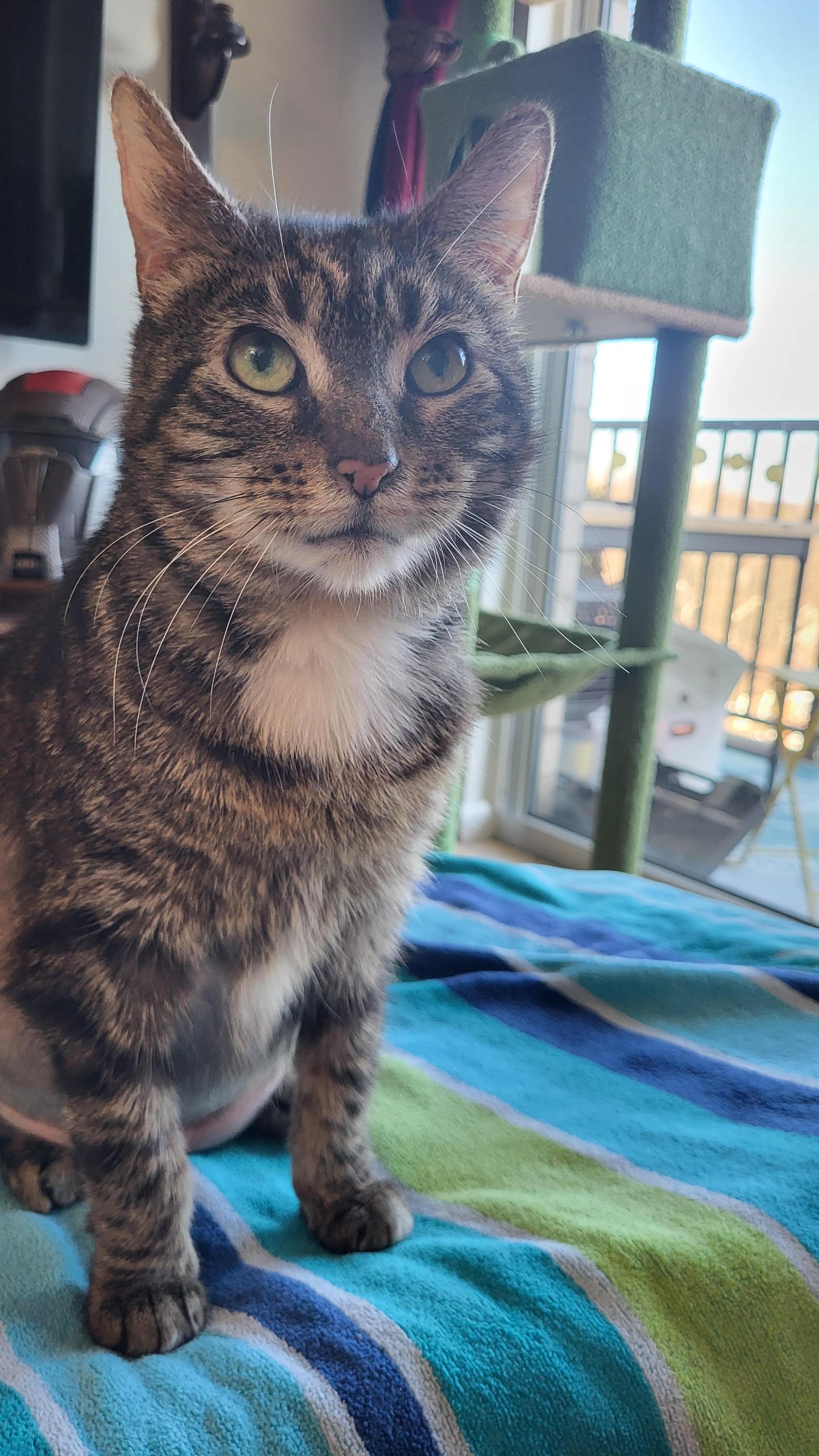 Enlarge Copper Don , a ADOPTABLE Domestic Short Hair in Fairfax, VA image 3/5