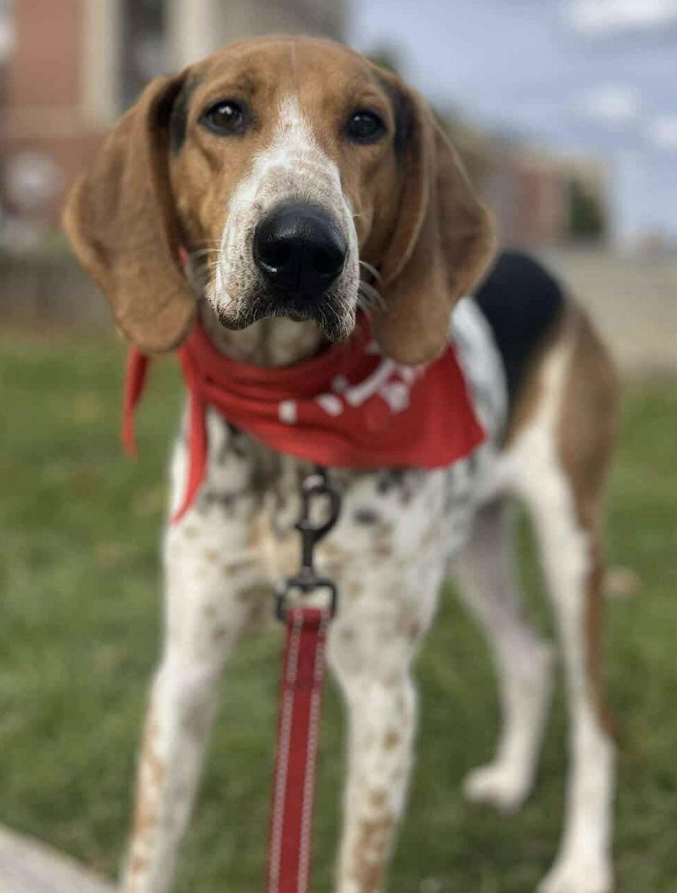Bobby: Not at shelter (Ron), Adoptable, Adult Male Hound.