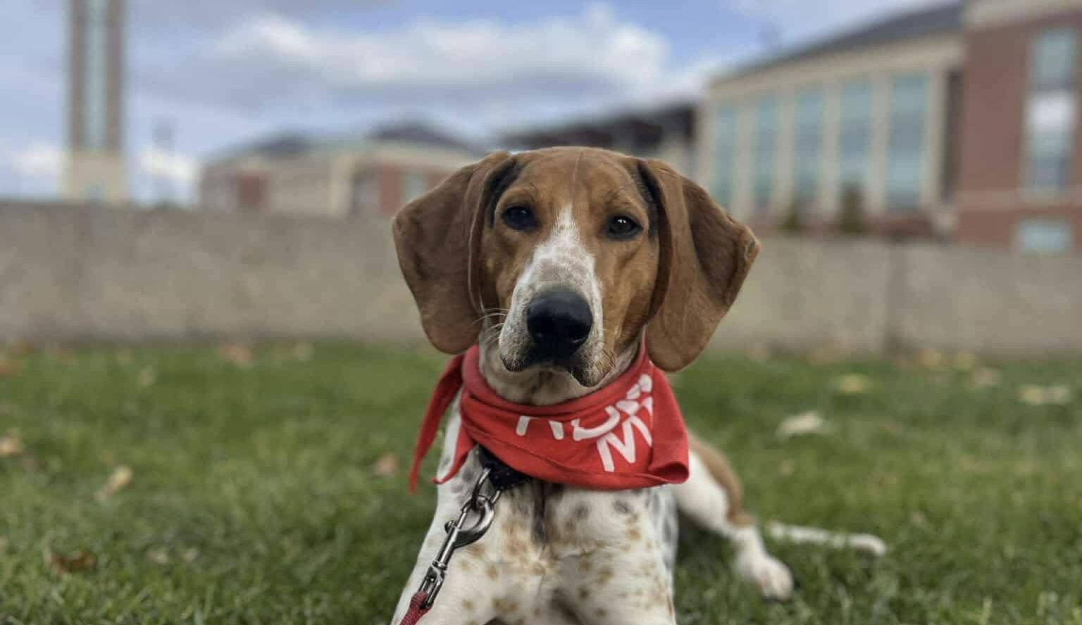 Enlarge Bobby: Not at shelter (Ron), a Adoptable Hound in Rustburg, VA image 2/3