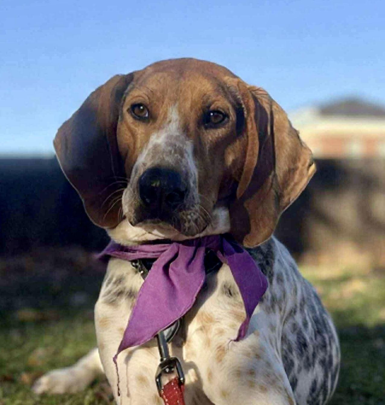 Enlarge Bobby: Not at shelter (Ron), a Adoptable Hound in Rustburg, VA image 3/3