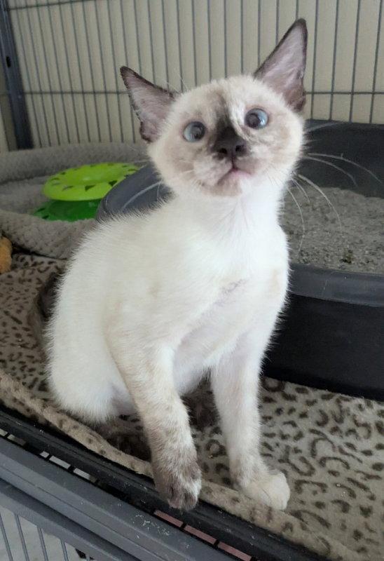 Toffee, Adopted, Young Female Siamese & Tortoiseshell.