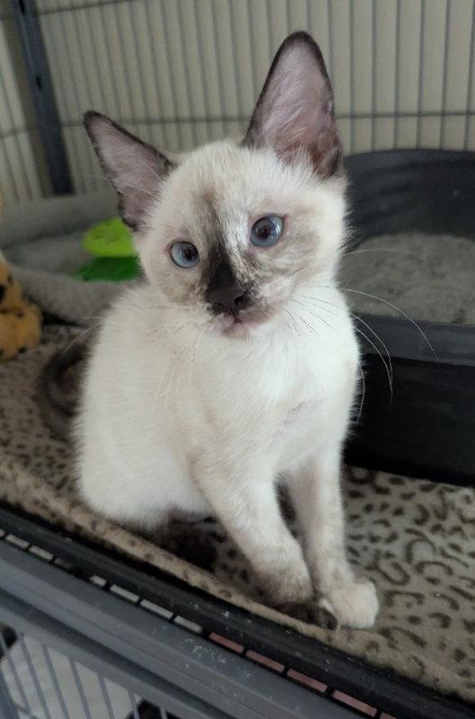 Toffee, a Adopted mixed breed in Ocala, FL image 2/3