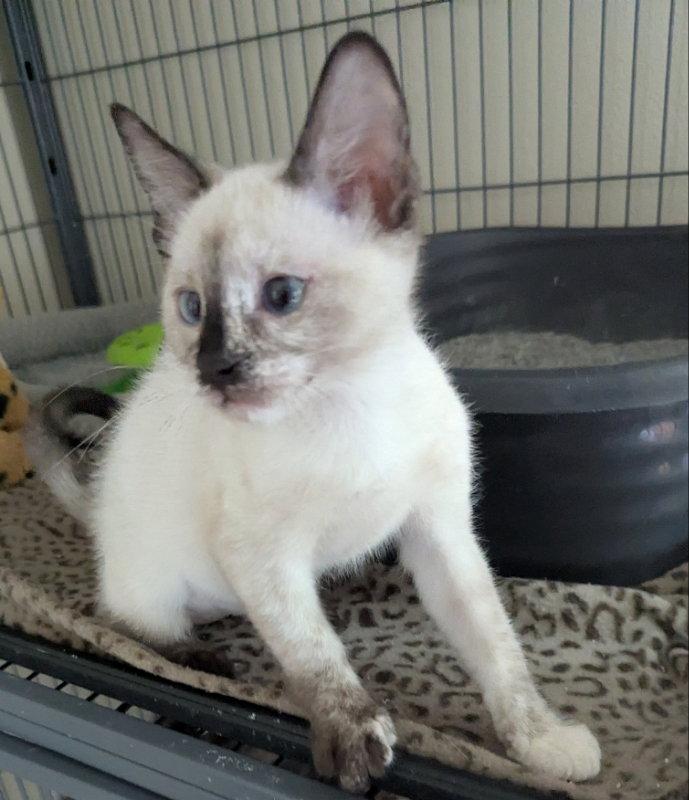 Toffee, a Adopted mixed breed in Ocala, FL image 3/3