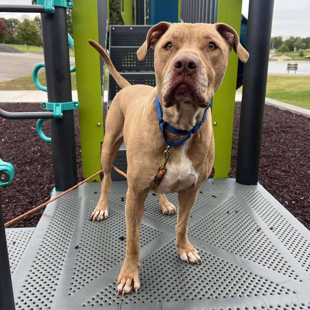 Crown, a Adoptable Mixed Breed in Cape Girardeau, MO image 1/5