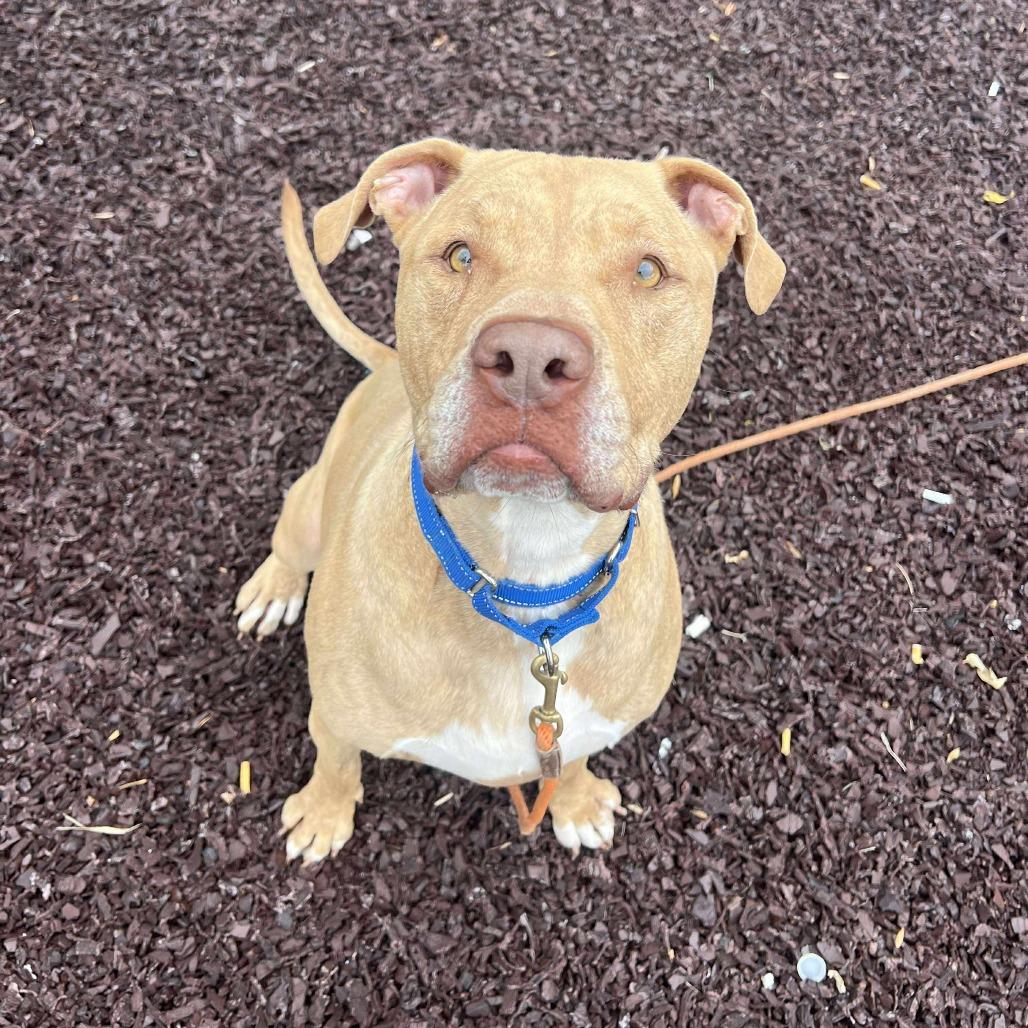 Crown, a Adoptable Mixed Breed in Cape Girardeau, MO image 3/5