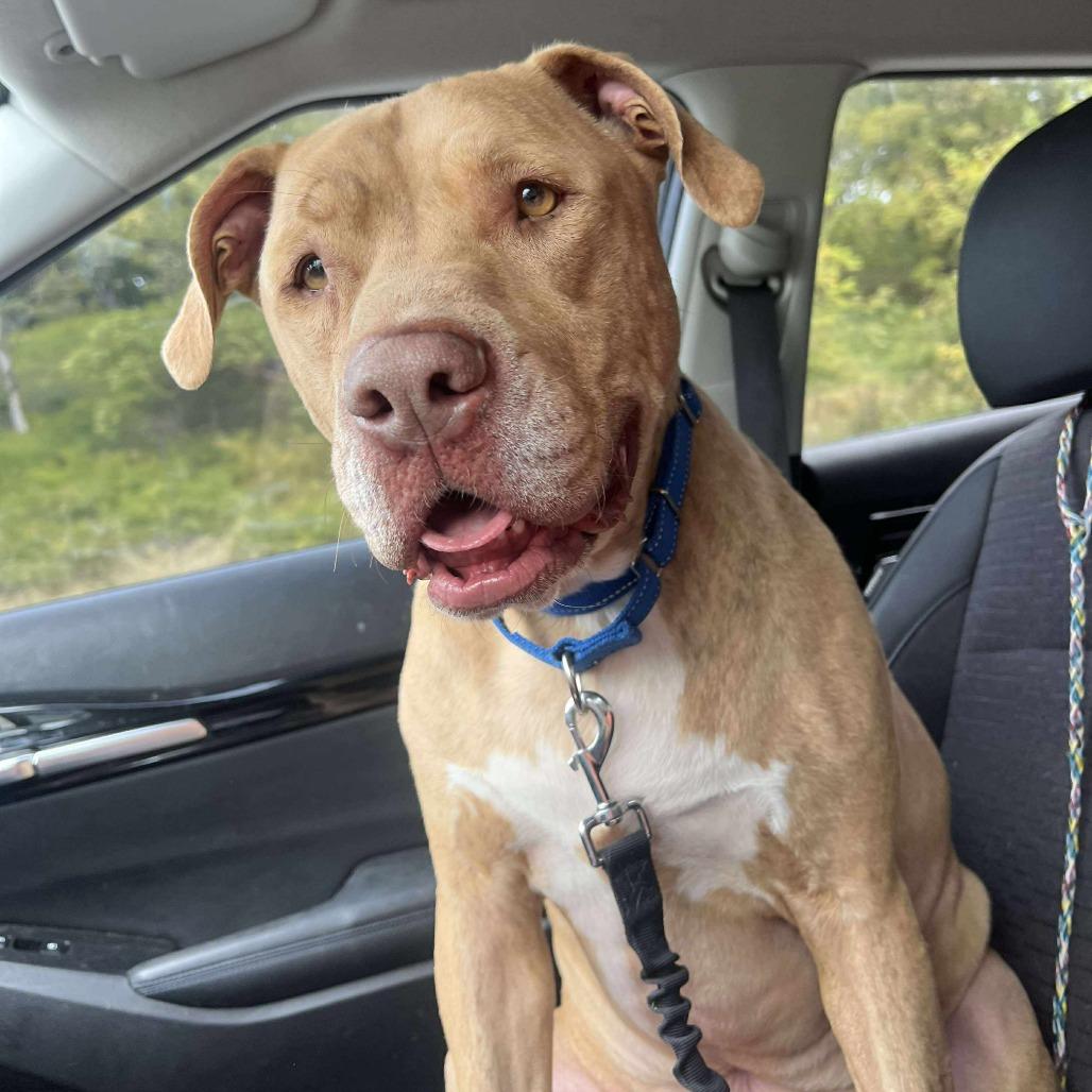 Crown, a Adoptable Mixed Breed in Cape Girardeau, MO image 5/5