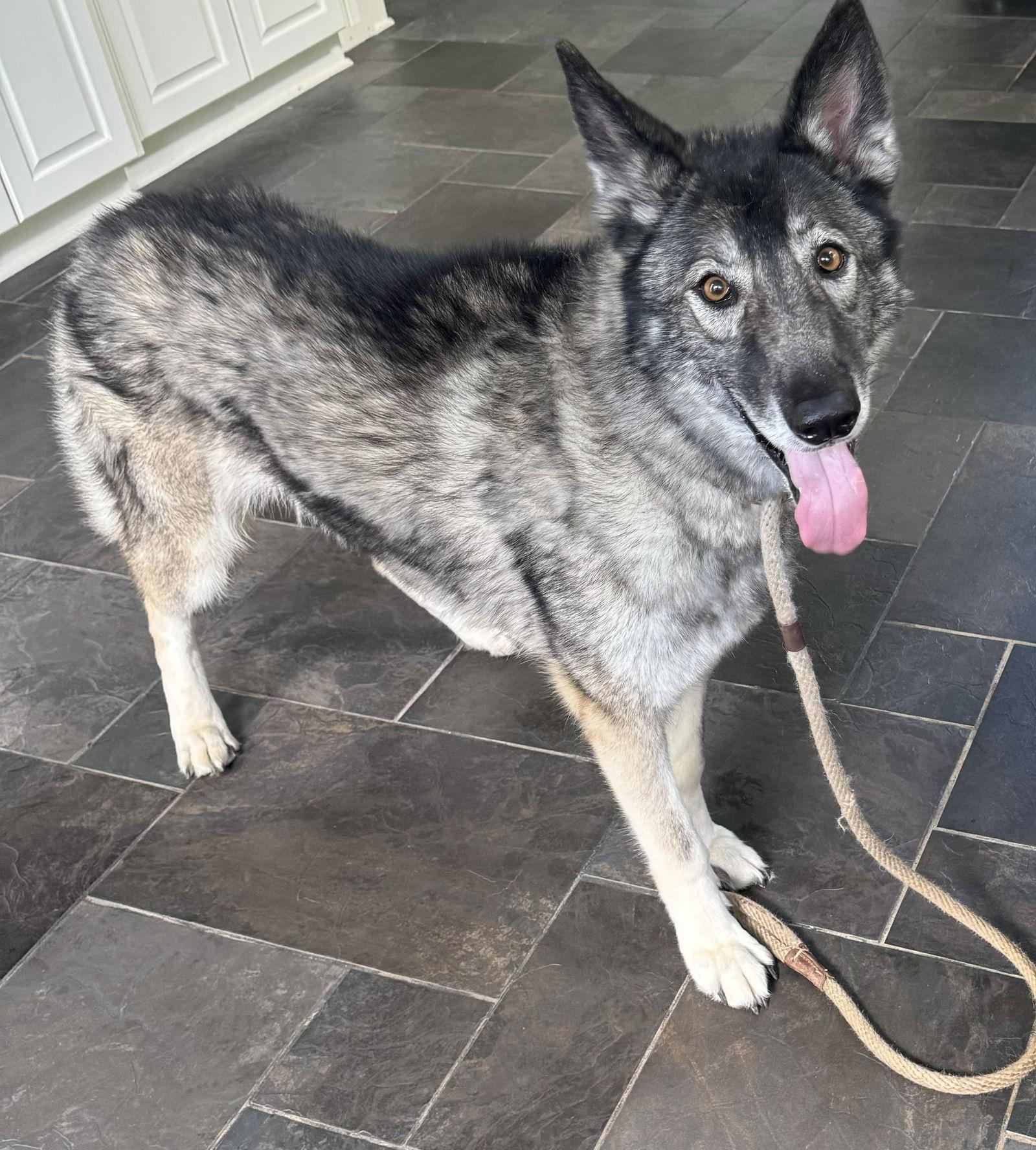 Memphis, Adoptable, Senior Female Alaskan Malamute & Siberian Husky.