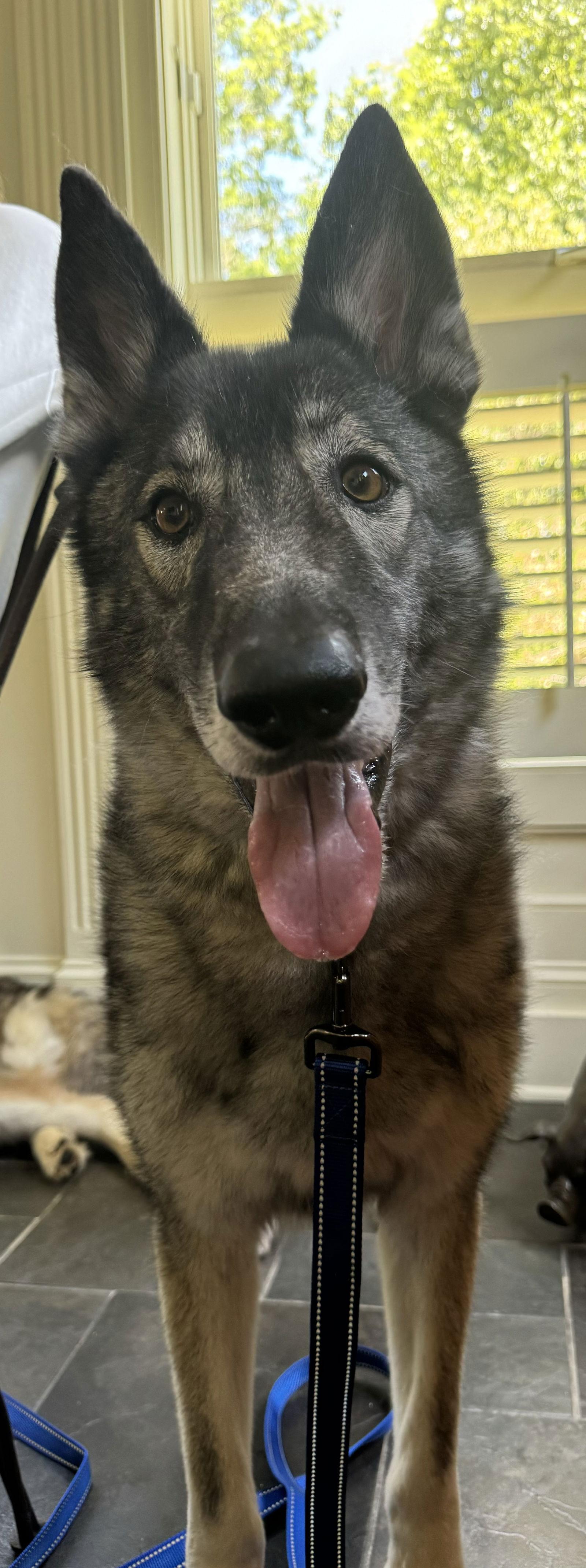 Enlarge Memphis, a Adoptable mixed breed in Cumming, GA image 3/3