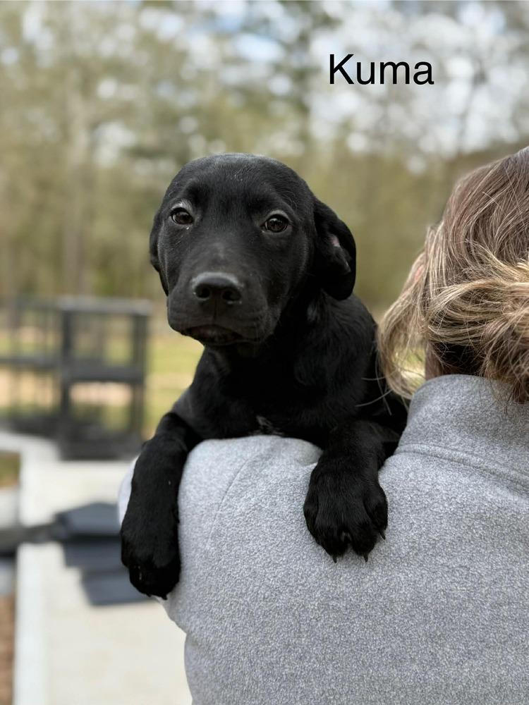 Kuma (AVAILABLE 1/26), Adoptable, Puppy Male Hound & Labrador Retriever.