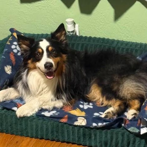 Kylo, an adopted Australian Shepherd in St. Petersburg, FL image 2/6