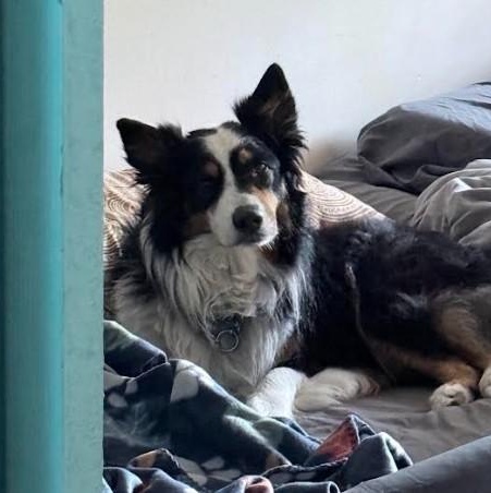 Kylo, an adopted Australian Shepherd in St. Petersburg, FL image 5/6