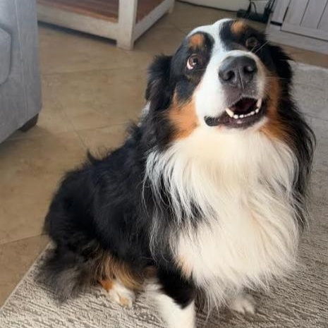 Kylo, an adopted Australian Shepherd in St. Petersburg, FL image 3/6