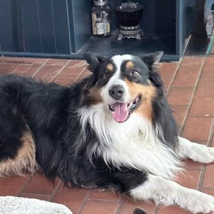 Kylo, an adopted Australian Shepherd in St. Petersburg, FL image 4/6