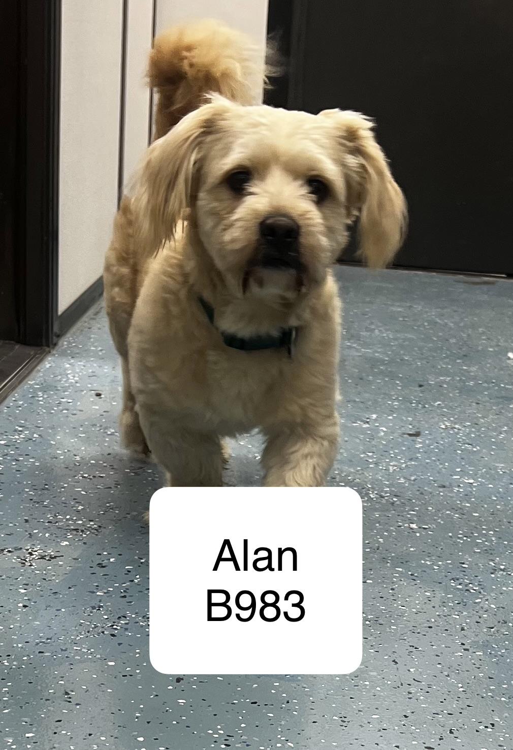 Alan, adoptable, Adult Male Basset Hound & Shih Tzu.