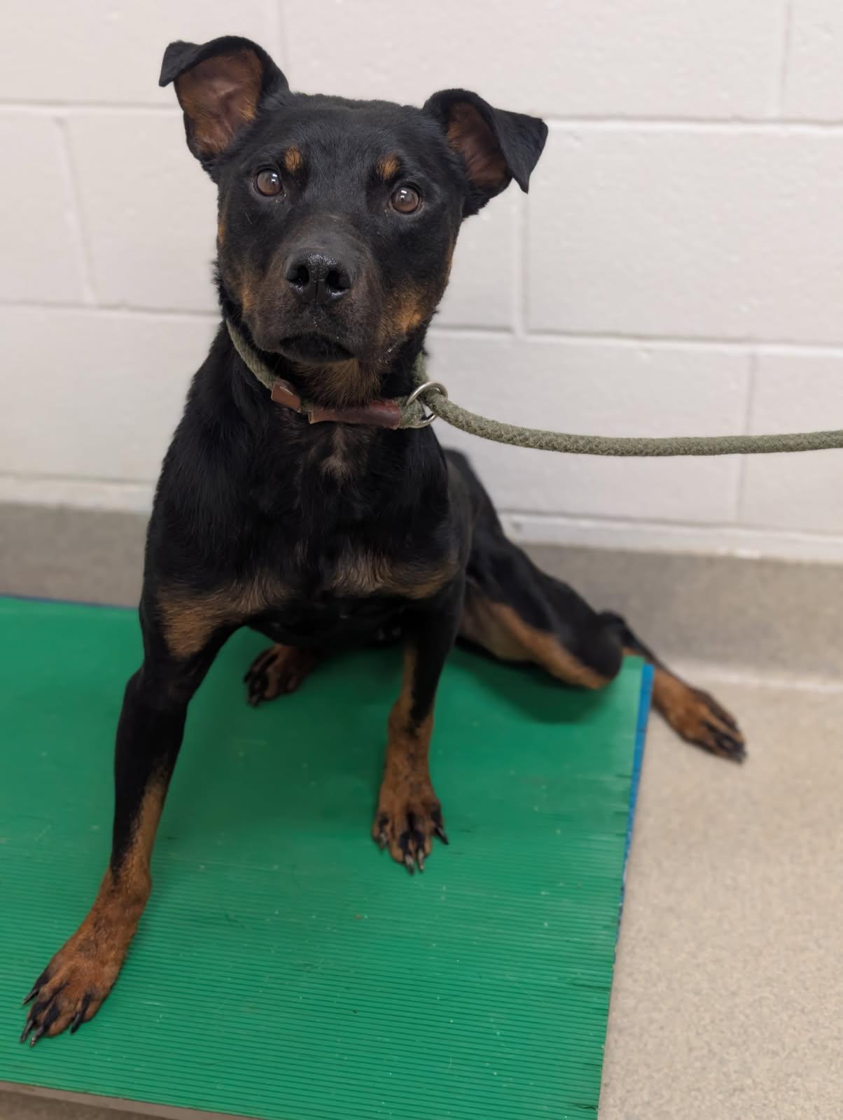 Enlarge Odessa, a Adopted mixed breed in Mount Vernon, OH image 2/3