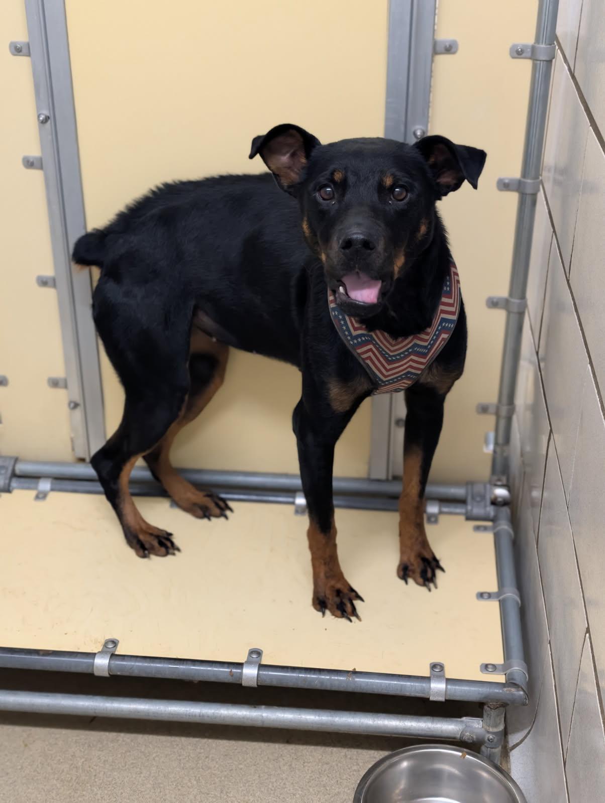 Enlarge Odessa, a Adopted mixed breed in Mount Vernon, OH image 3/3