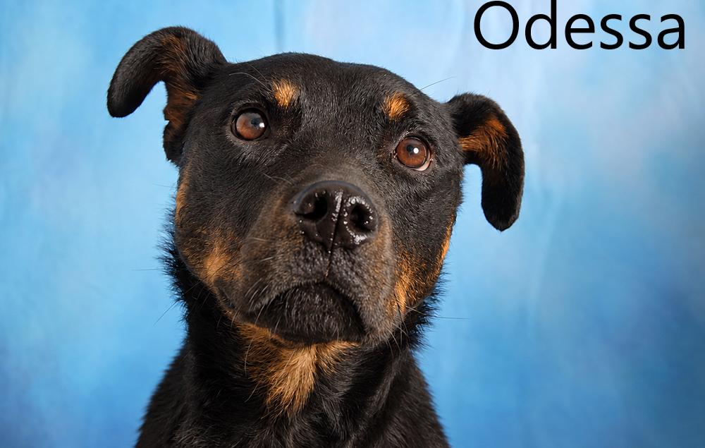 Enlarge Odessa, a Adopted mixed breed in Mount Vernon, OH image 1/3
