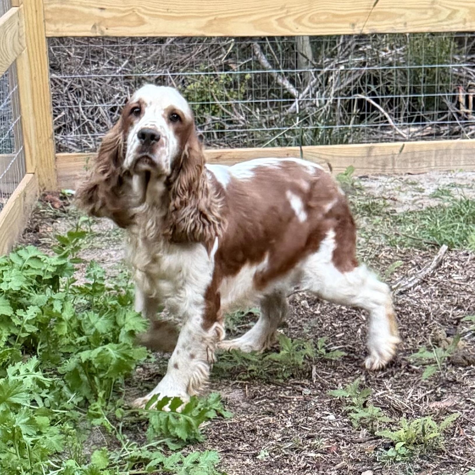 Enlarge Harry Potter 695, a Adoptable English Springer Spaniel in Seneca, SC image 3/3