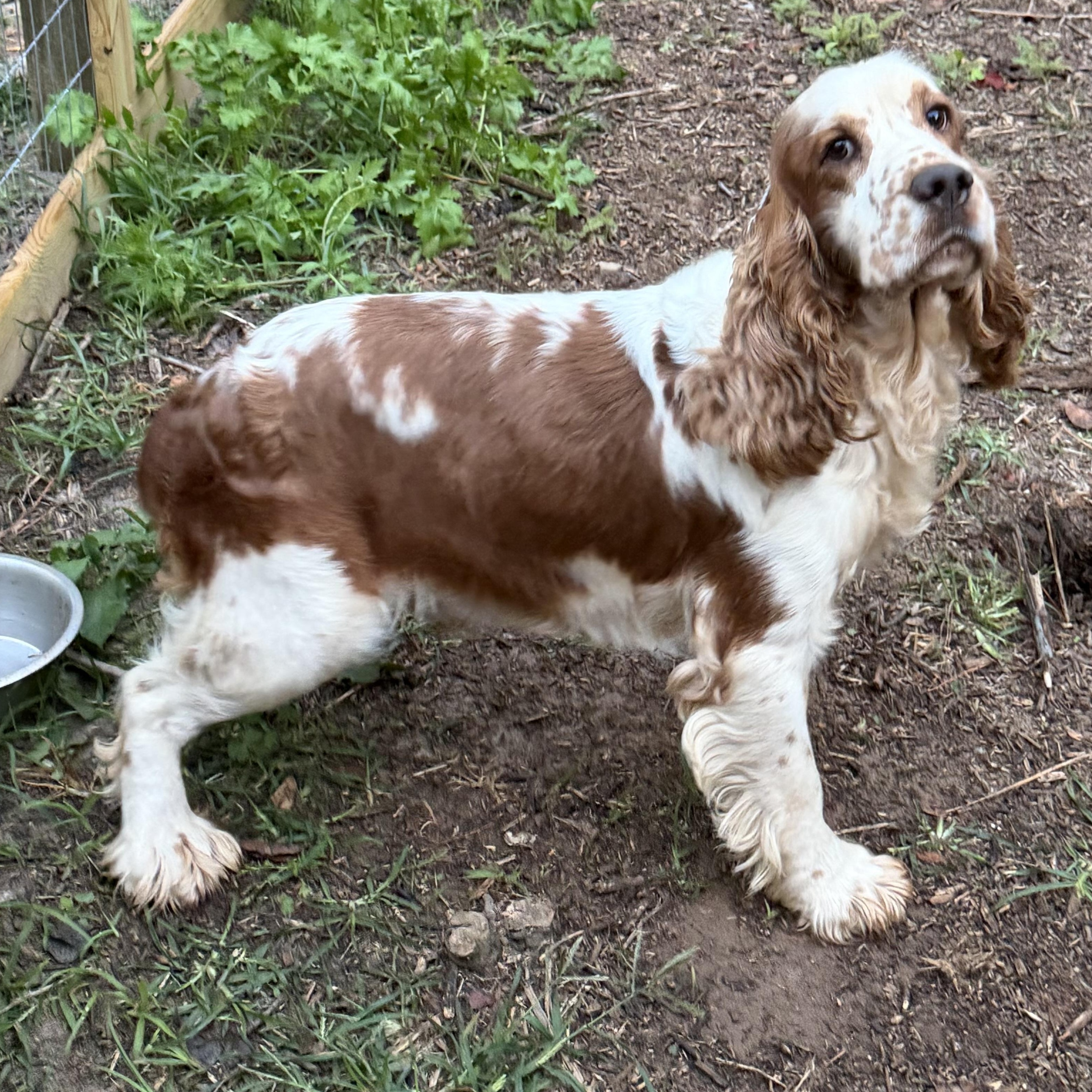 Enlarge Harry Potter 695, a Adoptable English Springer Spaniel in Seneca, SC image 2/3