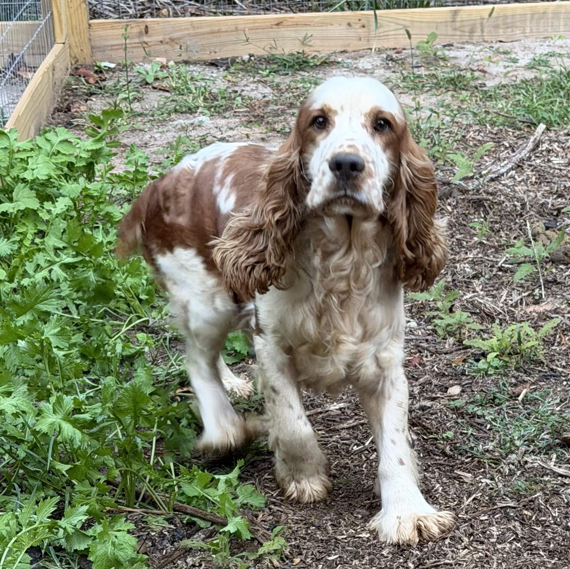 Harry Potter 695, Adoptable, Young Male English Springer Spaniel.