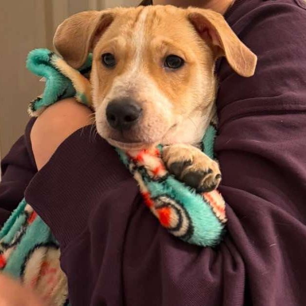 Pooh, ADOPTABLE, Puppy Male Terrier & Mixed Breed.