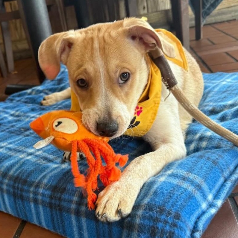 Enlarge Pooh, a ADOPTABLE mixed breed in Yaphank, NY image 2/5