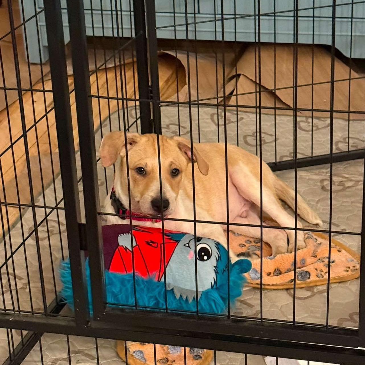 Enlarge Pooh, a ADOPTABLE mixed breed in Yaphank, NY image 3/5