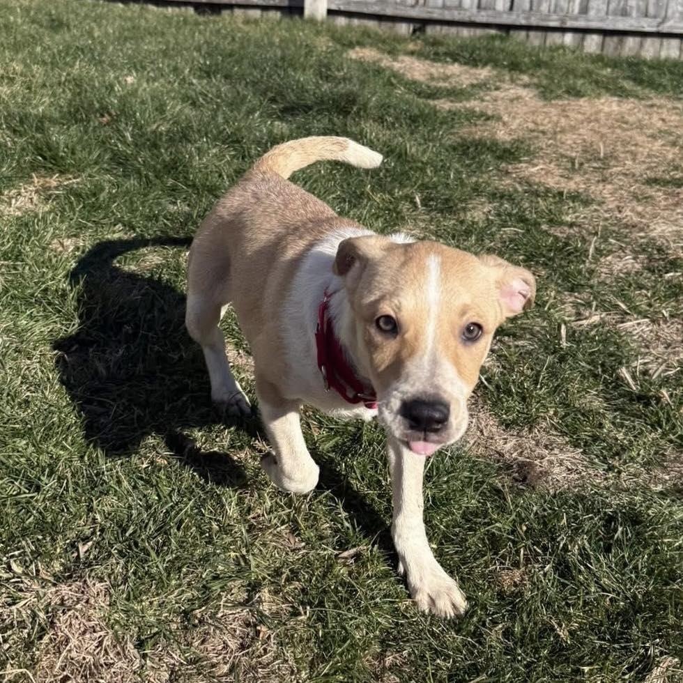 Enlarge Pooh, a ADOPTABLE mixed breed in Yaphank, NY image 4/5