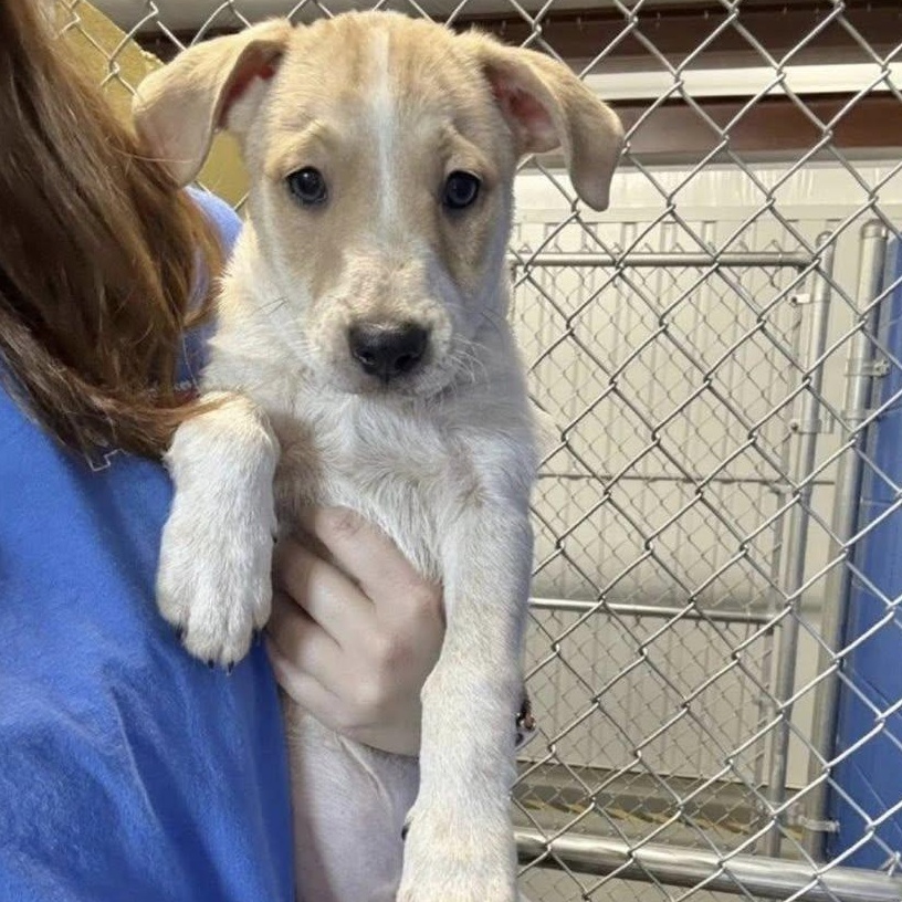 Enlarge Pooh, a ADOPTABLE mixed breed in Yaphank, NY image 5/5