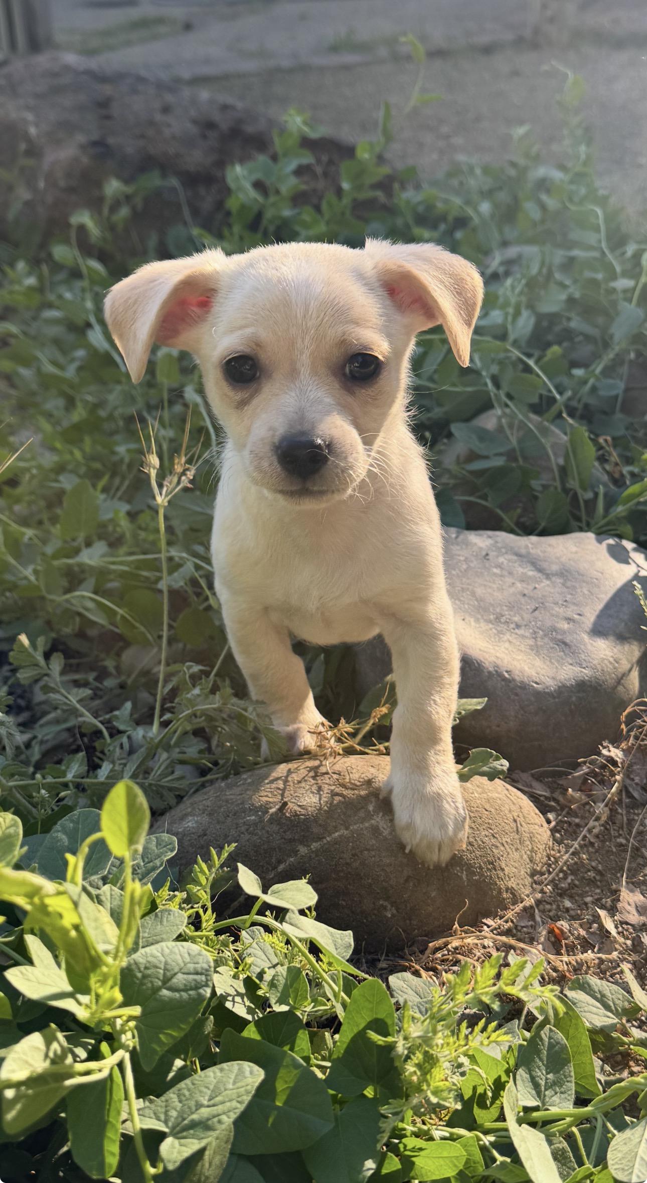 Enlarge Boq, an adopted mixed breed in Lincoln, CA image 2/2