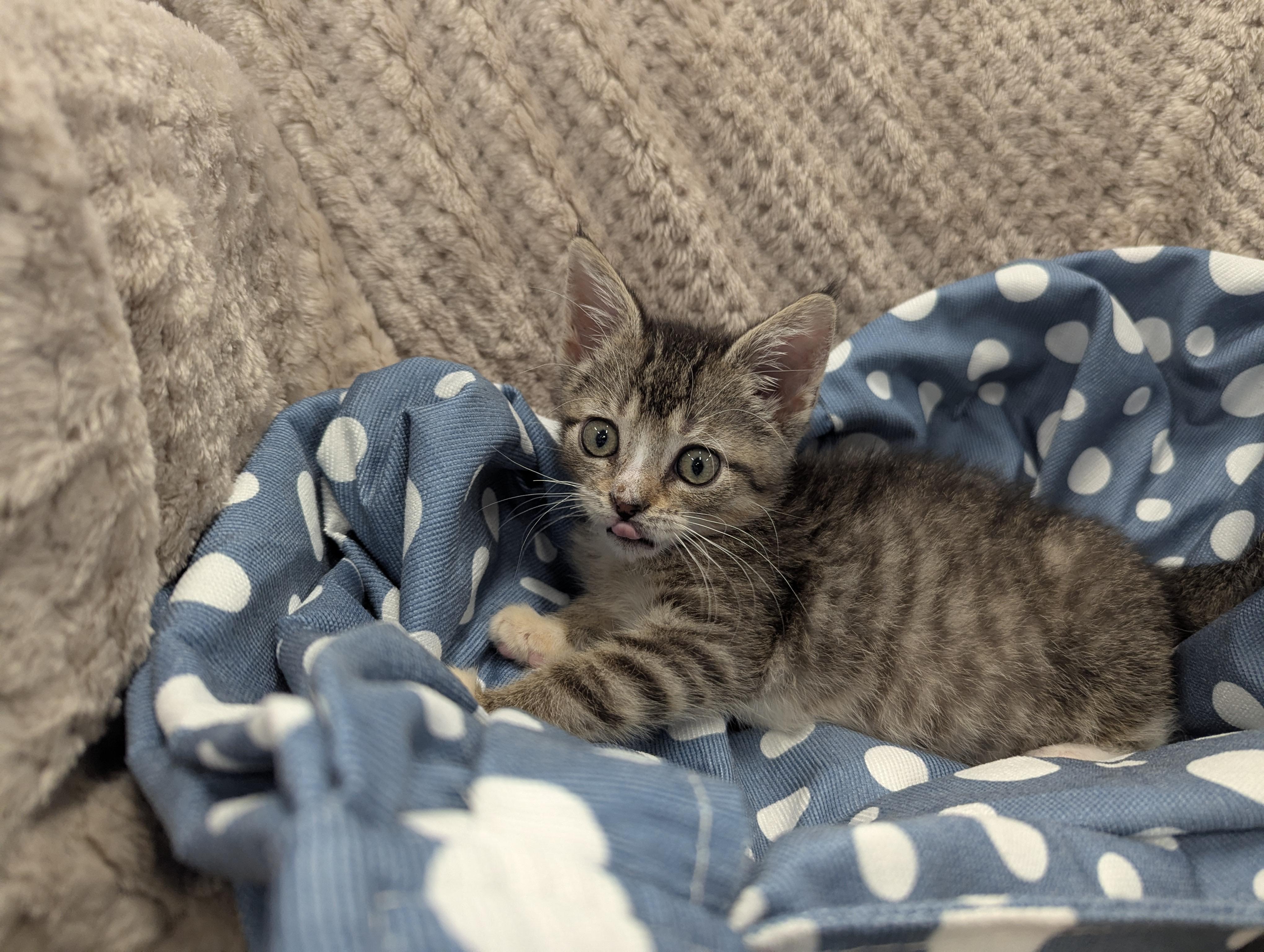 Tillie