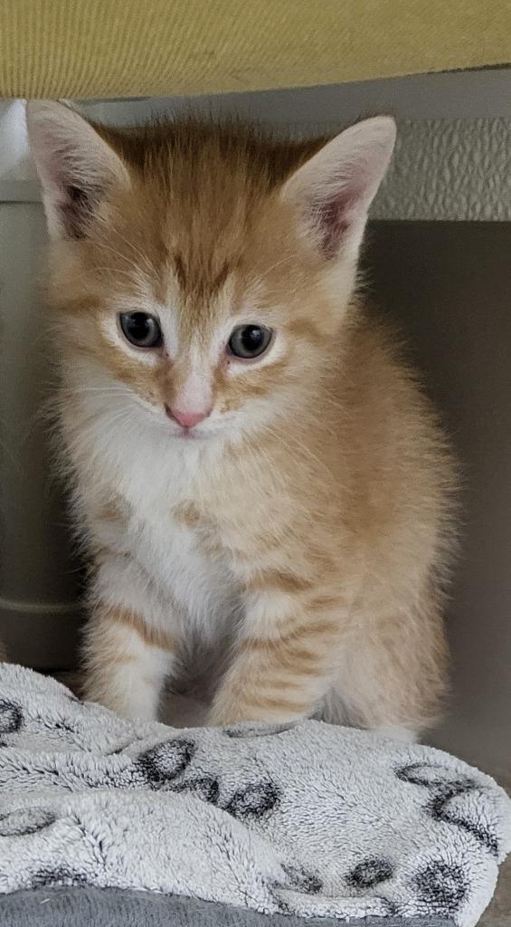 Alvin, Adoptable, Kitten Male Domestic Short Hair.