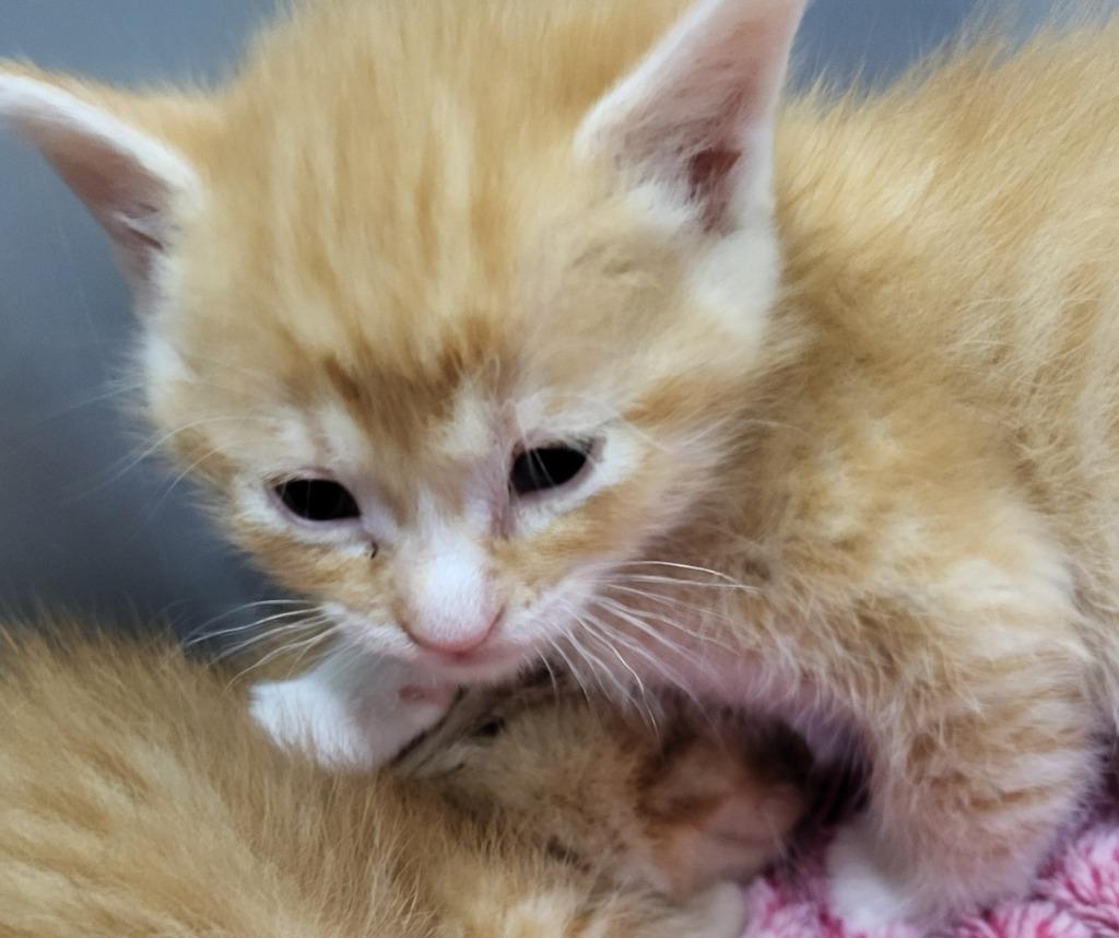 Alvin, a Adoptable mixed breed in Medford, WI image 2/2