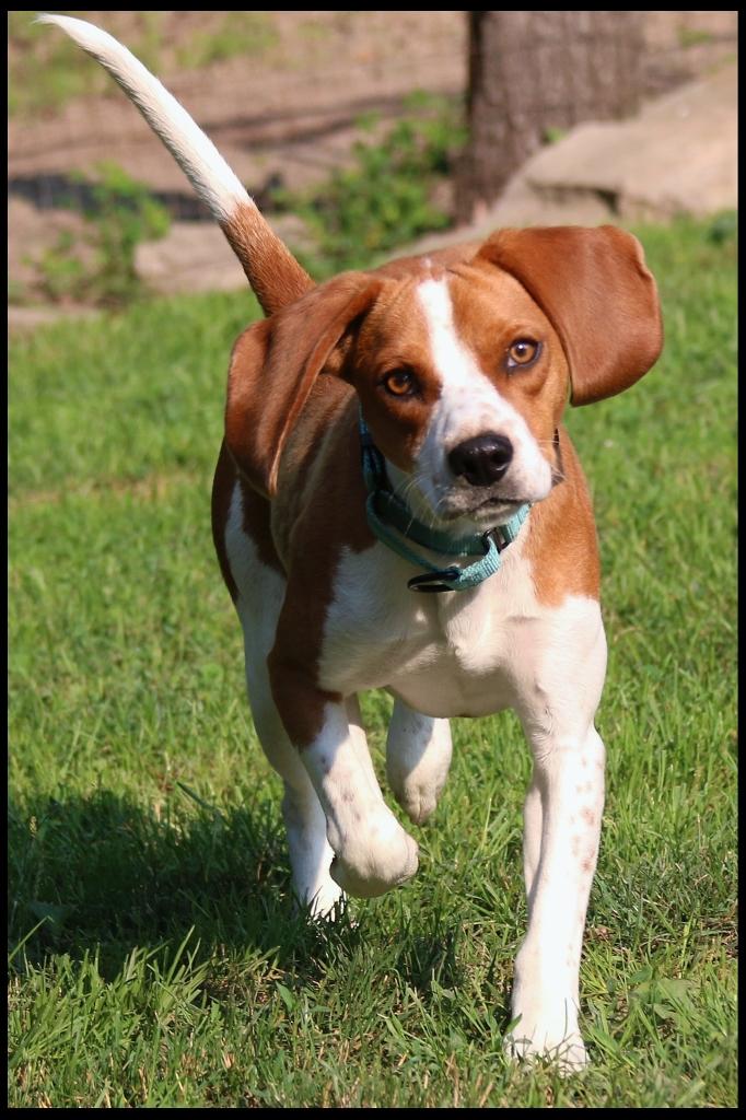 Freddie, a ADOPTABLE Beagle in Shippenville, PA image 5/6