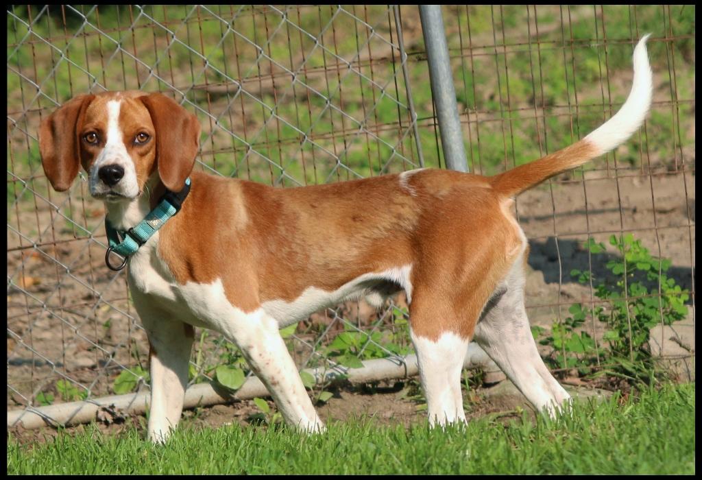 Freddie, a ADOPTABLE Beagle in Shippenville, PA image 3/6