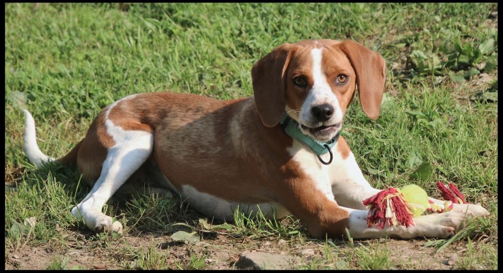 Freddie, ADOPTABLE, Young Male Beagle.