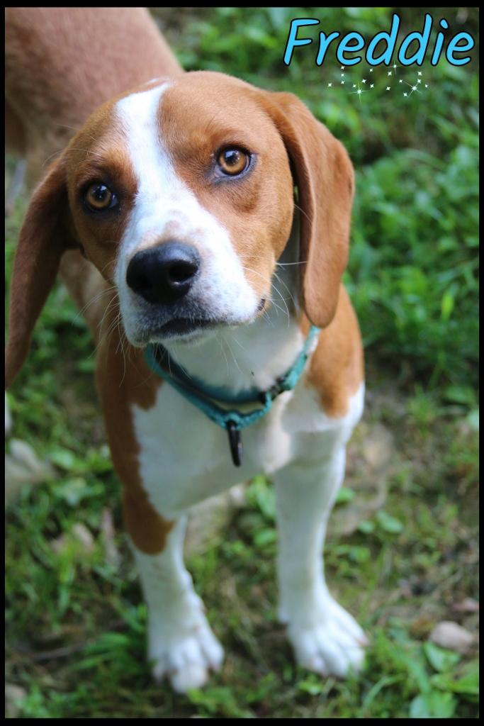 Freddie, a ADOPTABLE Beagle in Shippenville, PA image 2/6