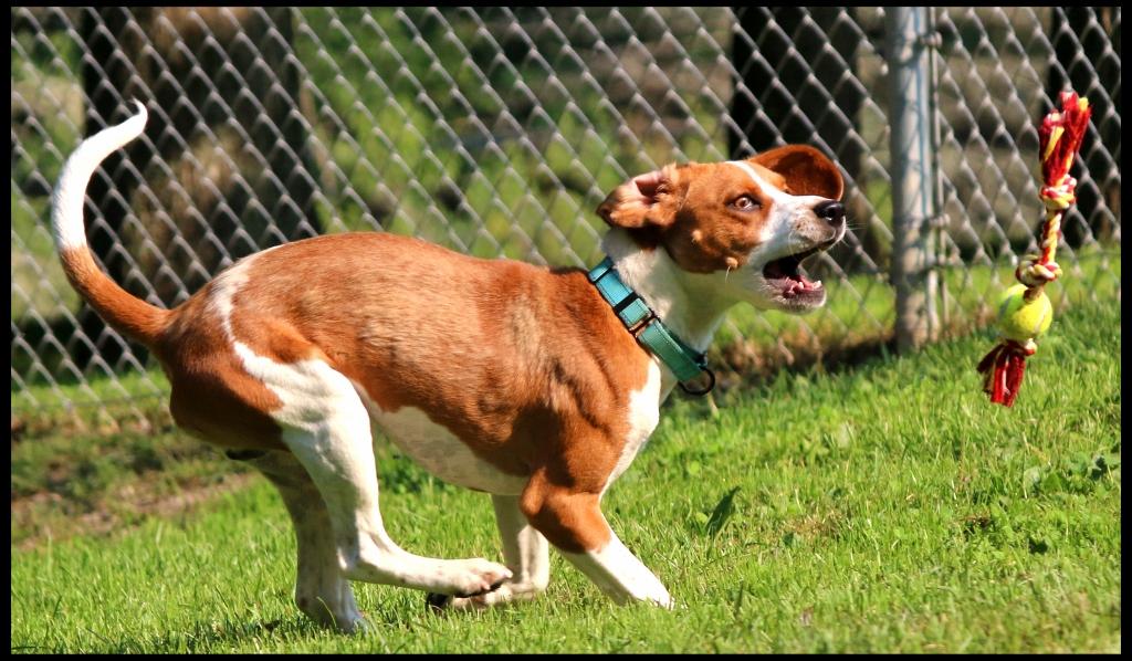 Freddie, a ADOPTABLE Beagle in Shippenville, PA image 4/6
