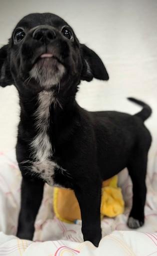 Gertrude, ADOPTABLE, Young Female Mixed Breed.