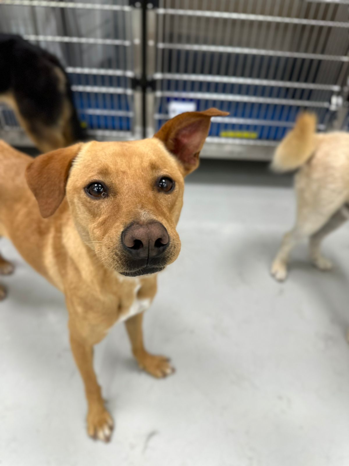 Pots, a Adoptable mixed breed in Tijuana, BCN image 2/4