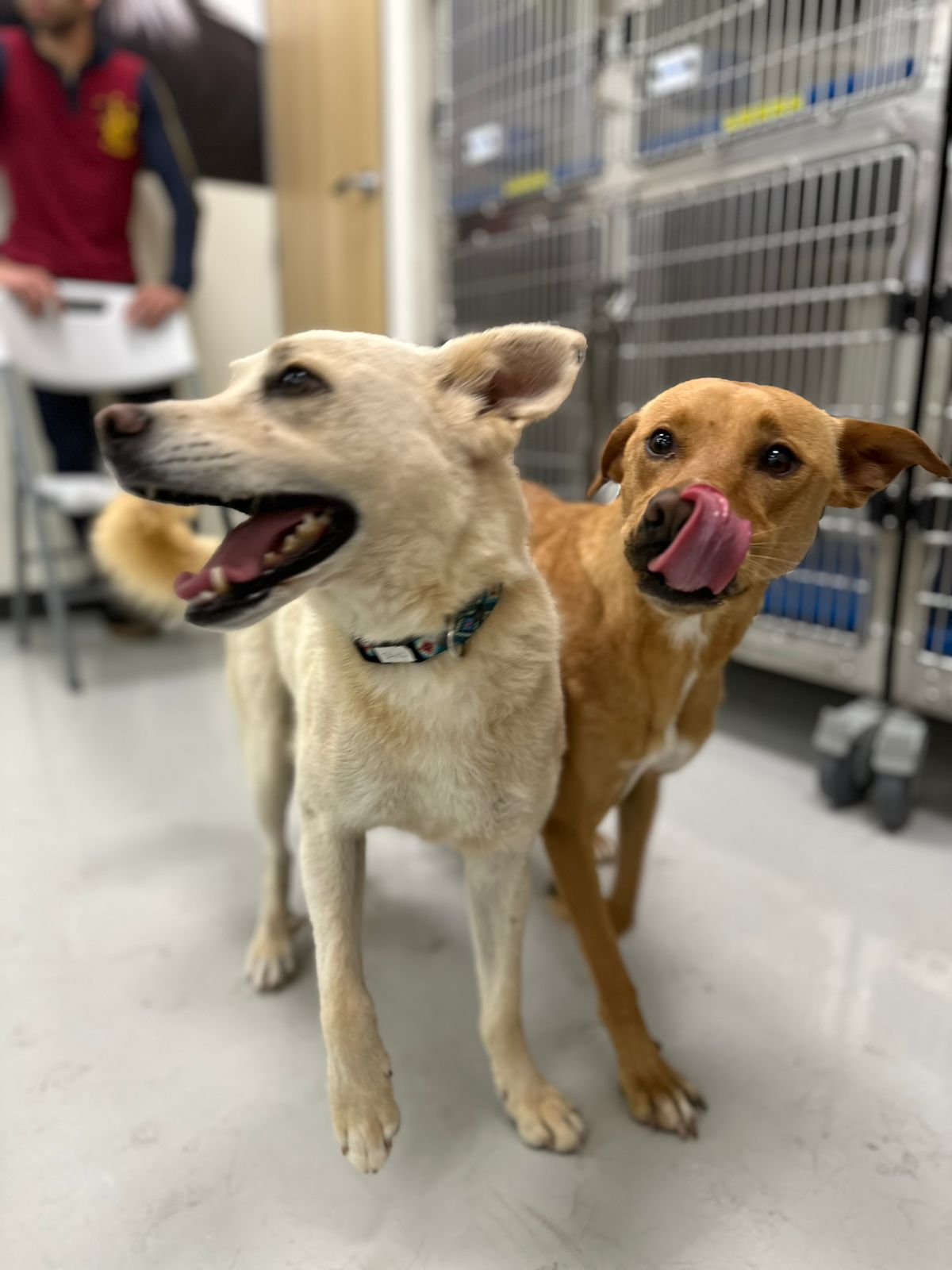 Pots, a Adoptable mixed breed in Tijuana, BCN image 4/4